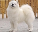 赛傲犬业